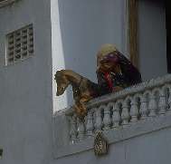 Udaipur nosy dog